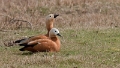 Casarca 2010 - 03